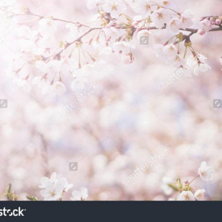 stock-photo-abstract-cherry-blossom-soft-focus-background-264167243