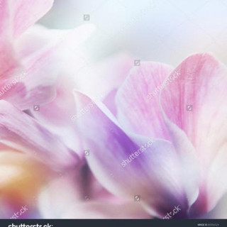 stock-photo-beautiful-flowers-made-with-color-filters-89356525