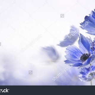 stock-photo-blue-flower-279848465