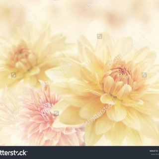 stock-photo-dahlia-flowers-close-up-for-background-318284534