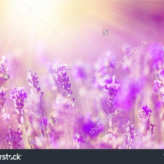 stock-photo-field-474643951