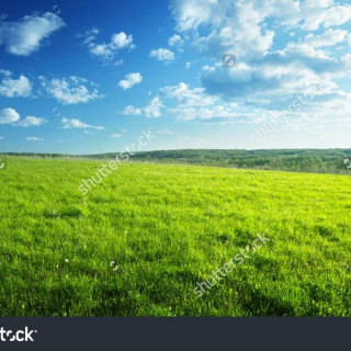 stock-photo-field-of-spring-grass-and-forest-123617773