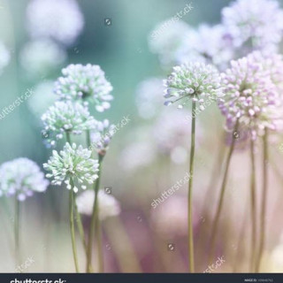 stock-photo-flowering-onion-109646762