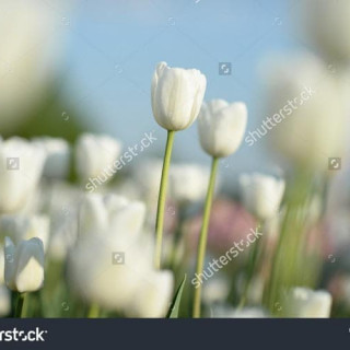 stock-photo-nice-flower-background-closeup-view-of-amazing-white-blooming-tulips-in-garden-417233269