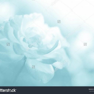 stock-photo-pink-rose-blur-photo-in-color-filter-383907361