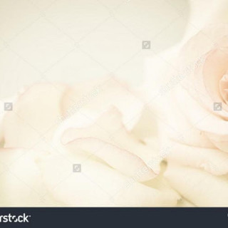 stock-photo-pink-rose-flower-in-vintage-color-style-for-romantic-background-362859659