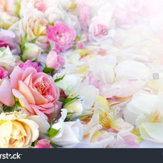stock-photo-roses-flowers-and-petals-background-170578619