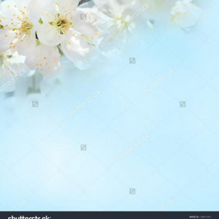 stock-photo-spring-cherry-flower-on-the-blue-background-138951851