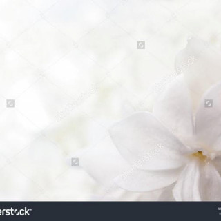 stock-photo-white-background-from-flowers-of-lilac-139033751